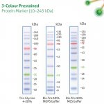 3-Colour Prestained Protein Marker (10–245 kDa)