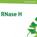 RIBOPROTECT Hu Inhibitor RNaz (RT35)