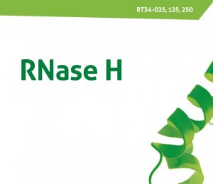 RNase-H.jpg